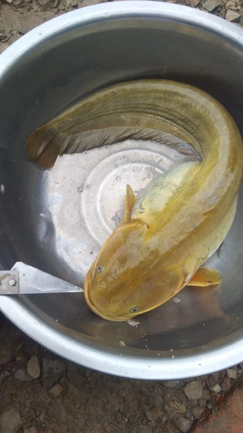 龍魚趴缸最忌三種魚，龍魚趴缸最忌三種魚類
