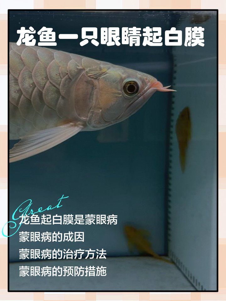 給我推薦一些龍魚眼睛白膜的視頻教程，魚缸觀賞魚蒙眼怎么辦