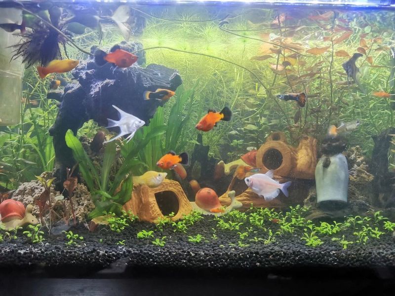 有哪些藥物可以預防魚鰓爛洞，水產養(yǎng)殖中，魚鰓爛洞的預防核心在于“防大于治”