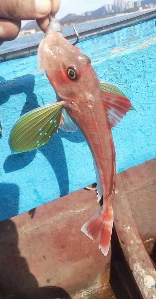 紅頭魚的市場價格是多少，紅頭魚市場供應量如何挑選紅頭魚的家常做法清單