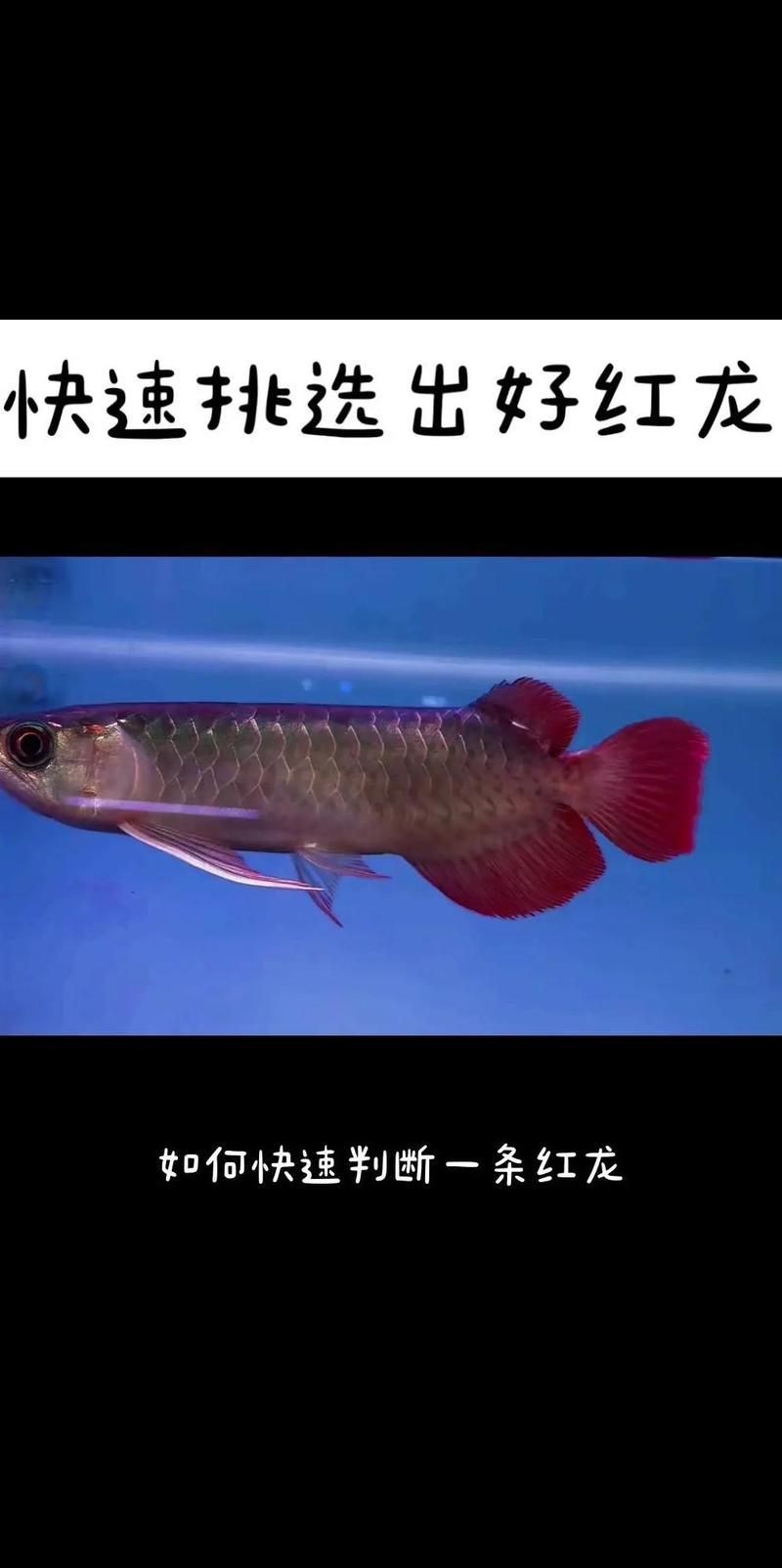 如何判斷深海紅龍魚的品質，如何判斷一條深海紅龍魚的品質