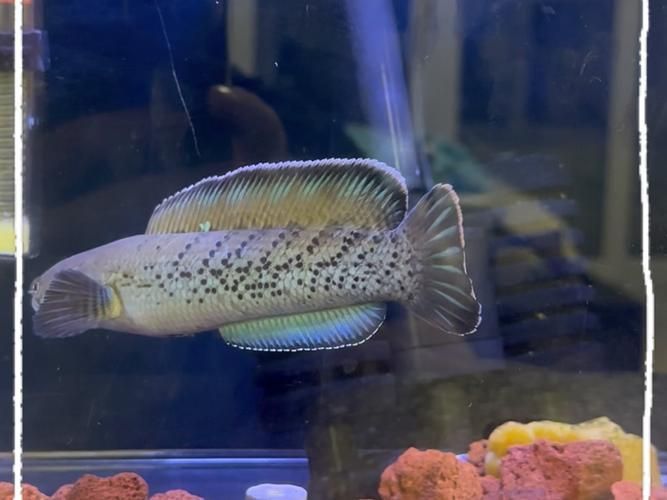 鬼王雷龍的市場(chǎng)價(jià)格是多少，鬼王雷龍幼魚(yú)價(jià)格集中在20~30元區(qū)間