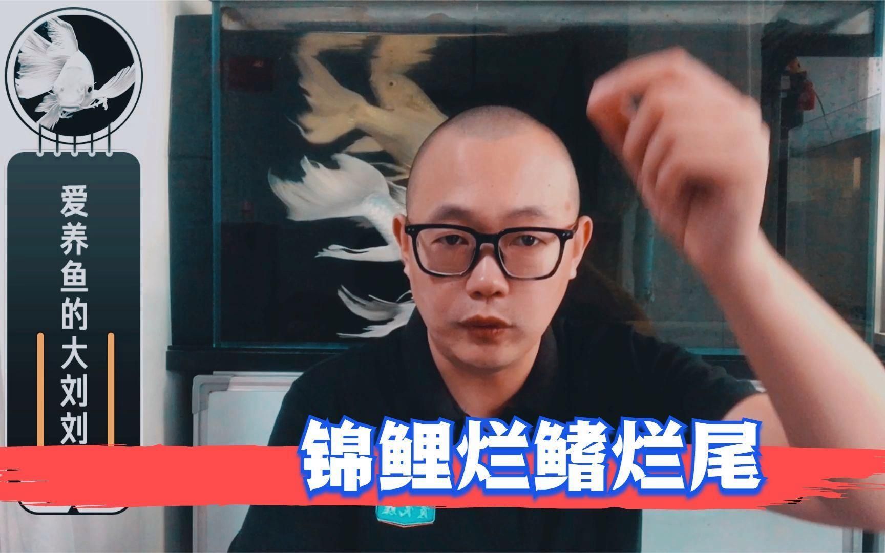 金魚爛尾后多久會恢復，金魚爛尾后多久可以喂食