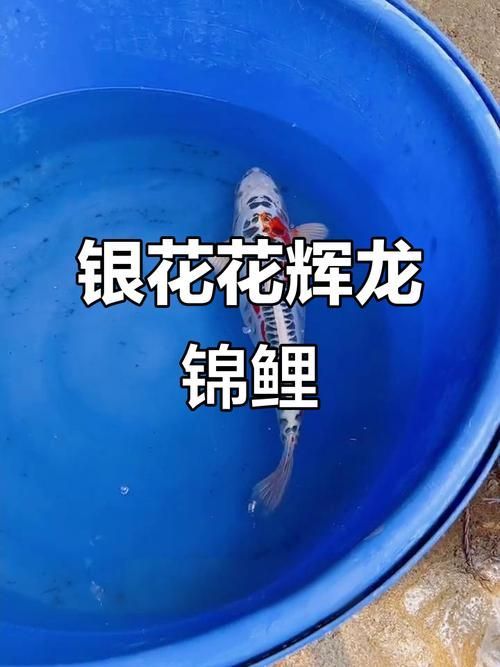 貴定龍魚的最佳混養溫度是多少？，貴定龍魚混養溫控操作指南