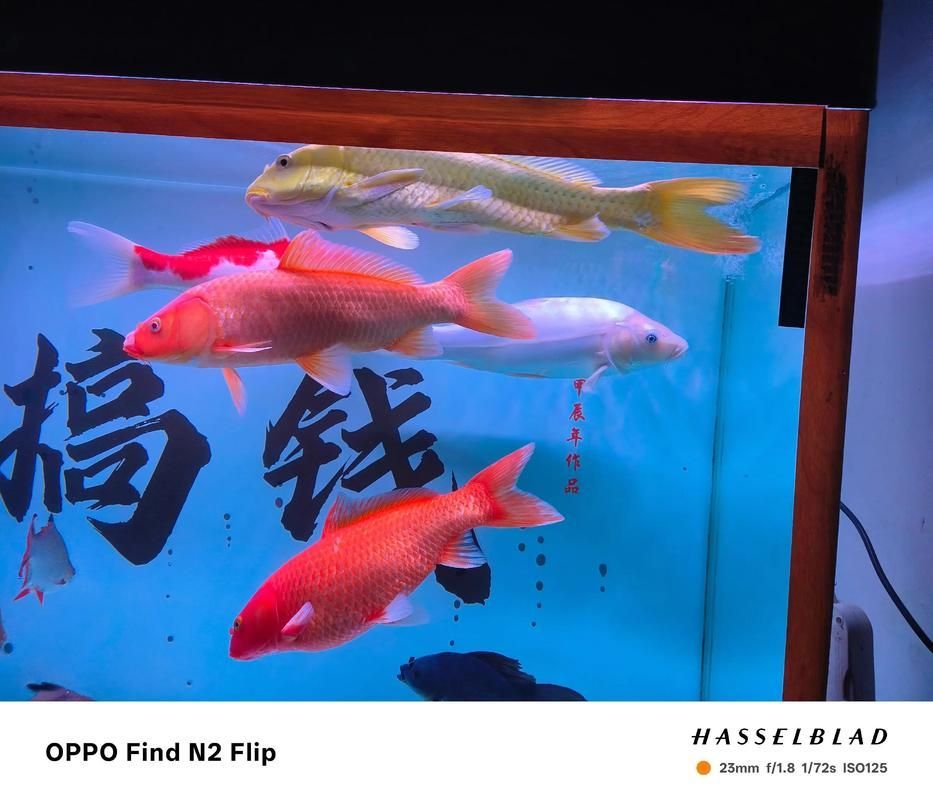 貴定龍魚的最佳混養溫度是多少？，貴定龍魚混養溫控操作指南