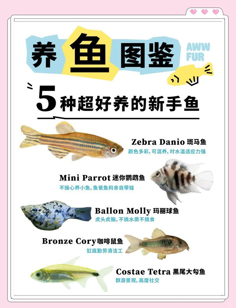 能再推薦幾種適合新手的魚嗎，養魚新手適合養什么魚？