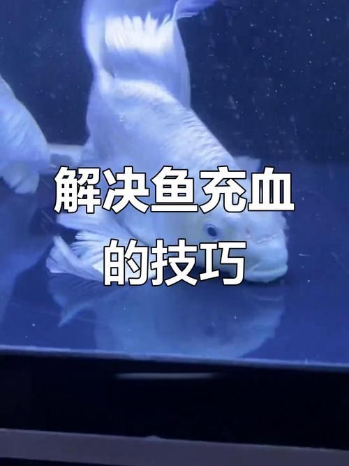 給我一些預防龍魚魚鰭充血的圖片，如何判斷龍魚是否貧血，