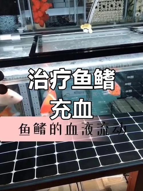 給我一些預防龍魚魚鰭充血的圖片，如何判斷龍魚是否貧血，