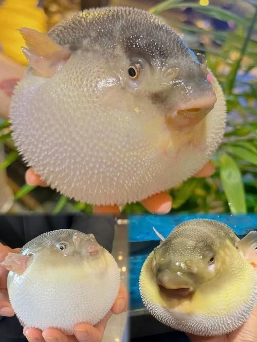 如何區(qū)分河豚和小龍魚？，河豚與小龍魚的區(qū)別