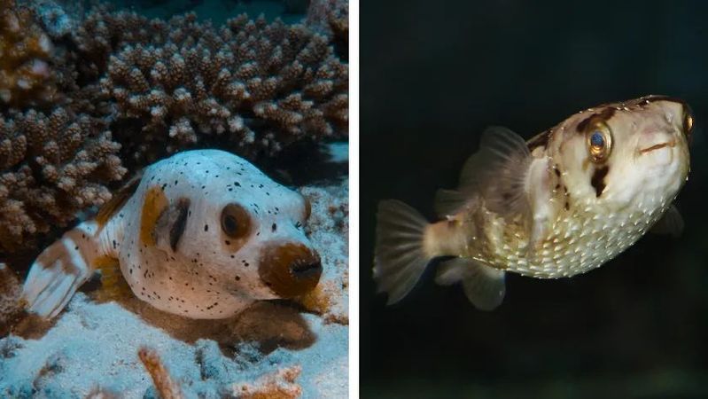 如何區(qū)分河豚和小龍魚？，河豚與小龍魚的區(qū)別