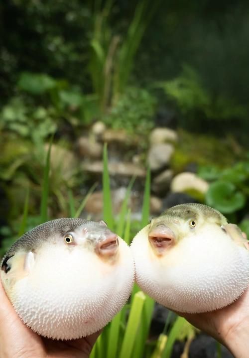 如何區(qū)分河豚和小龍魚？，河豚與小龍魚的區(qū)別