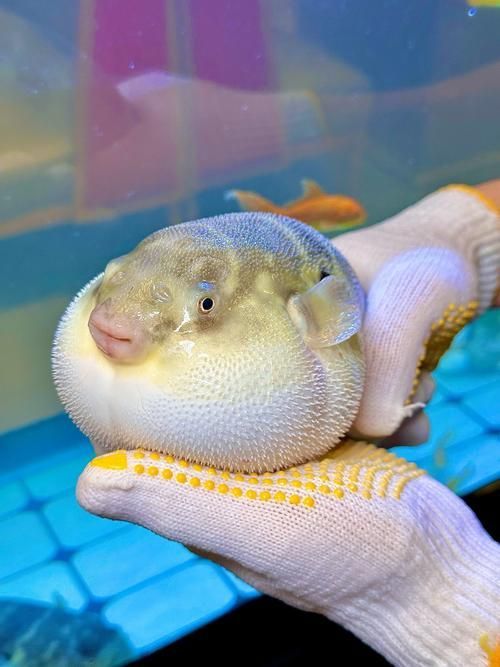 如何區(qū)分河豚和小龍魚？，河豚與小龍魚的區(qū)別