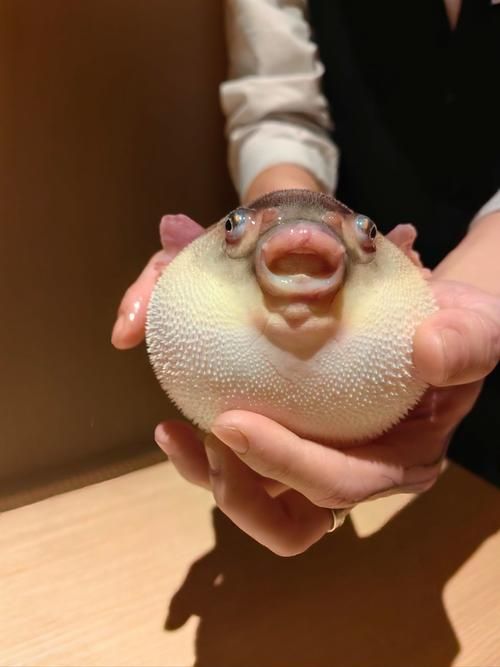 如何區(qū)分河豚和小龍魚？，河豚與小龍魚的區(qū)別