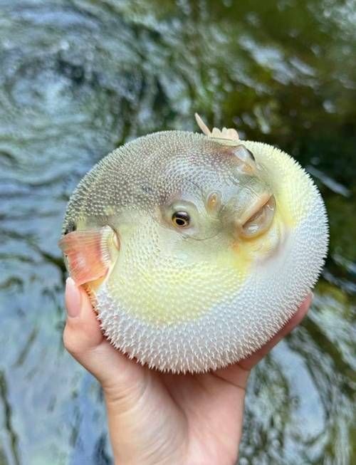 如何區(qū)分河豚和小龍魚？，河豚與小龍魚的區(qū)別