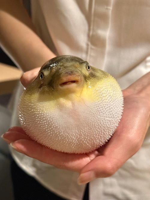 如何區(qū)分河豚和小龍魚？，河豚與小龍魚的區(qū)別