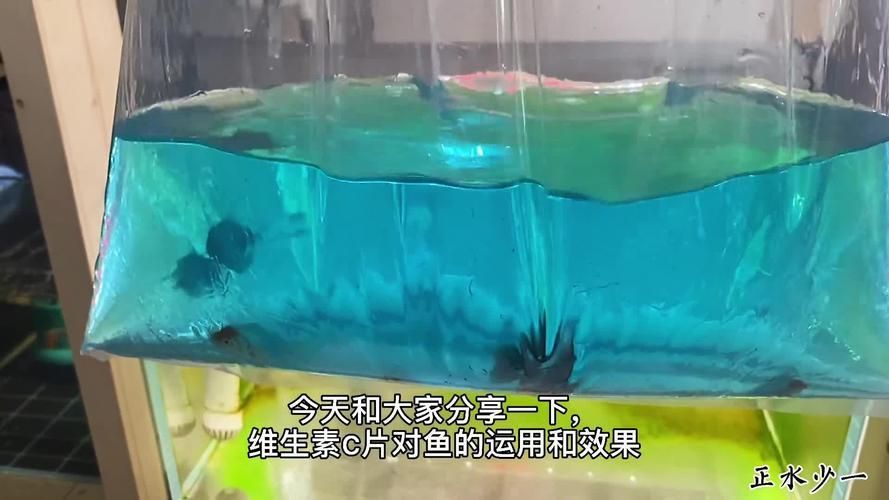 有哪些方法可以增強金魚免疫力，如何增強金魚免疫力