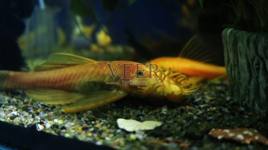 有哪些方法可以增強金魚免疫力，如何增強金魚免疫力
