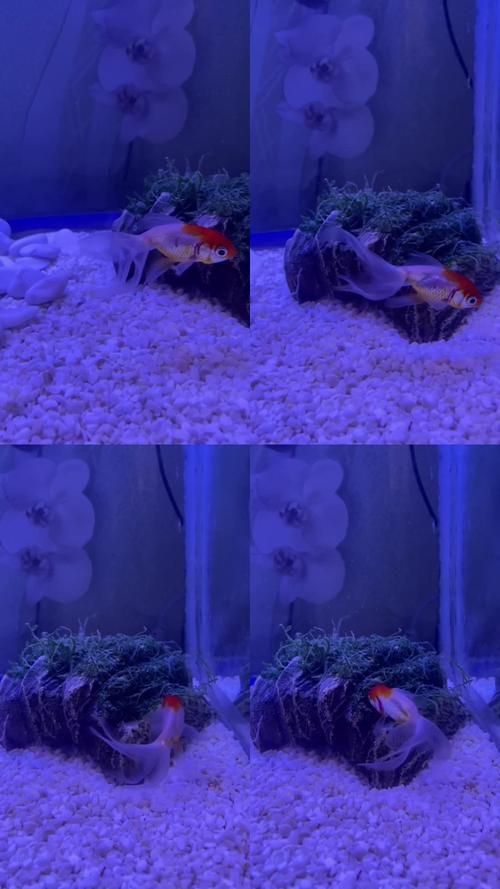 有哪些方法可以增強金魚免疫力，如何增強金魚免疫力