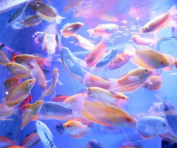 有哪些方法可以增強金魚免疫力，如何增強金魚免疫力