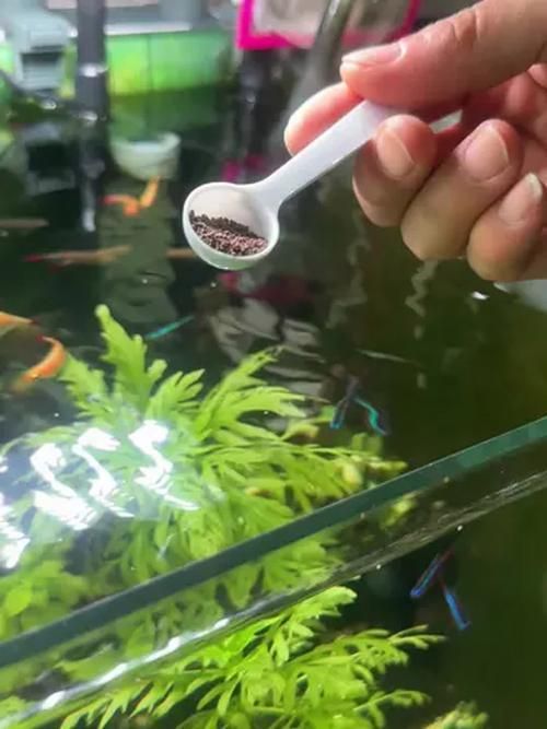 有哪些方法可以增強金魚免疫力，如何增強金魚免疫力