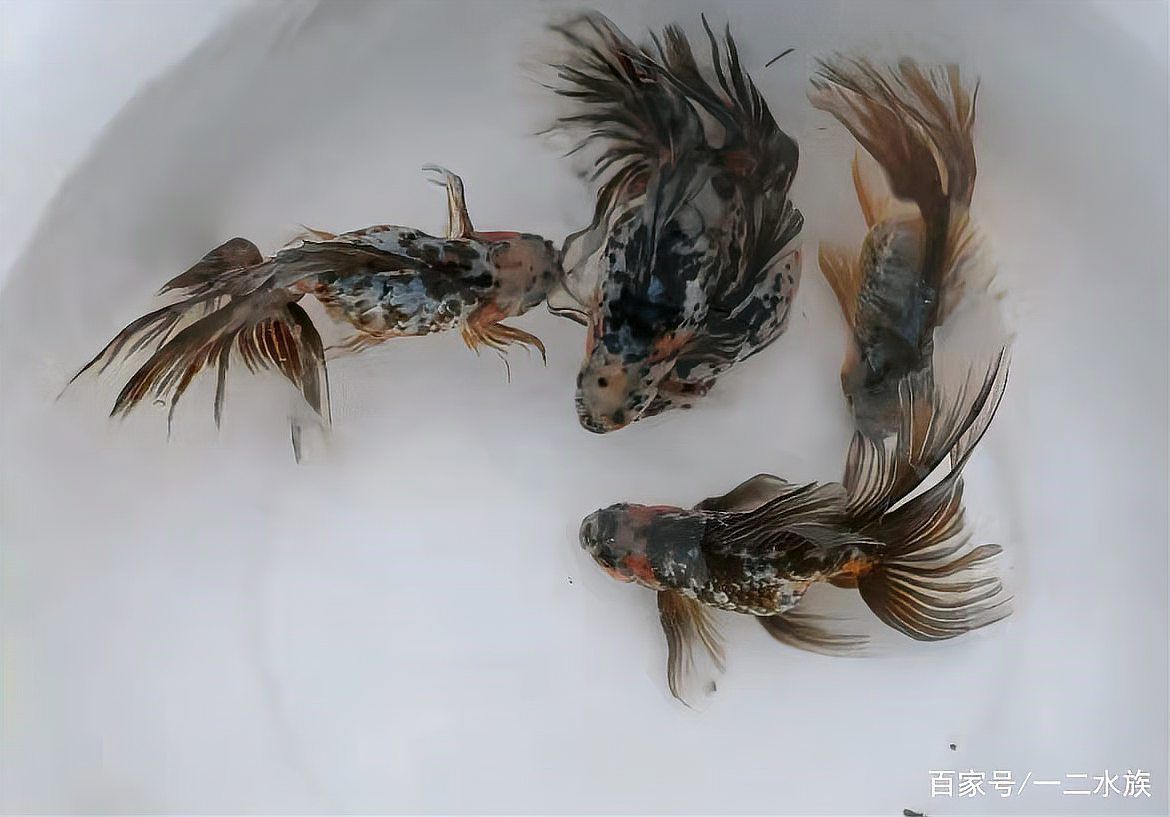 有哪些方法可以增強金魚免疫力，如何增強金魚免疫力