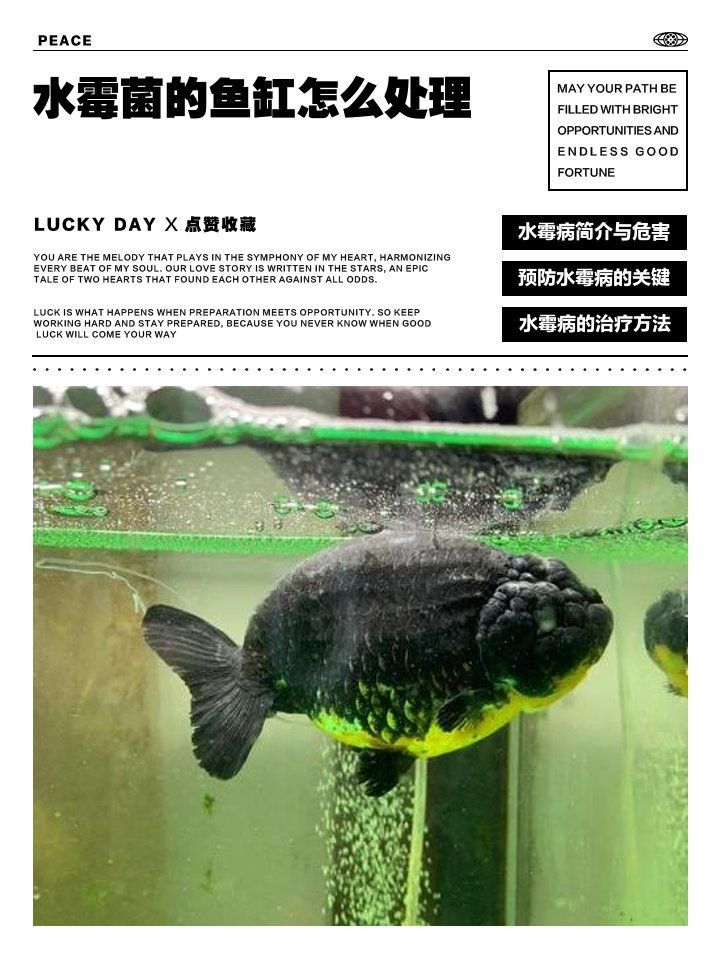 龍魚水霉病最好的治療方法，如何判斷龍魚是否感染水霉病