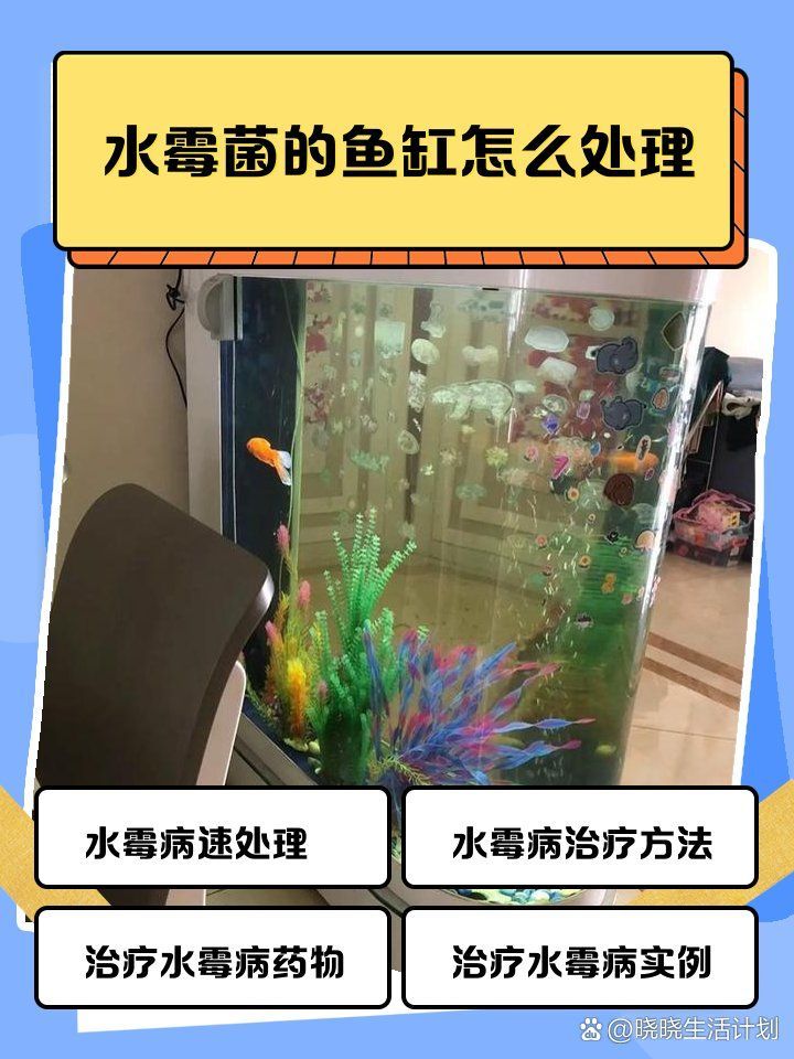龍魚水霉病最好的治療方法，如何判斷龍魚是否感染水霉病