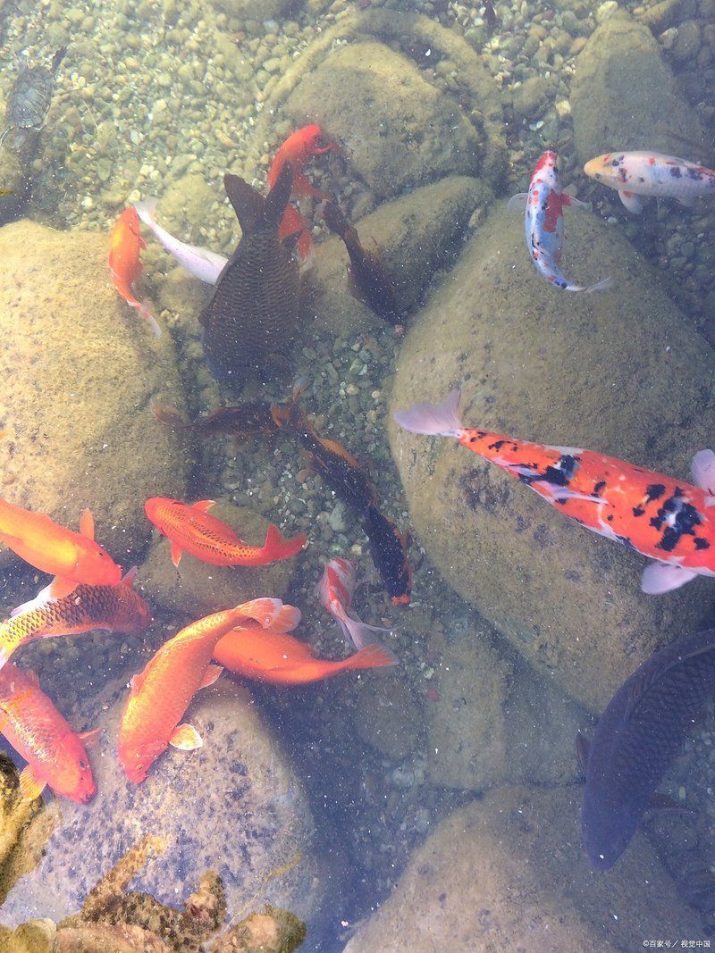 哪種藥物治療魚虱子最有效，治療魚虱子的方法