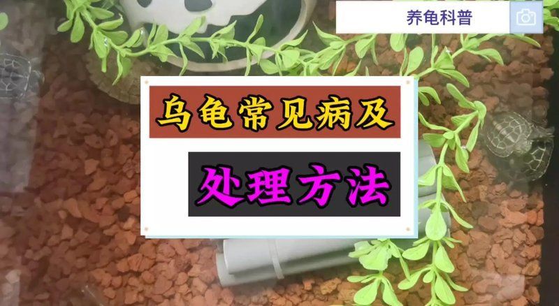 給我推薦一些龍龜保養產品，關于龍龜的保養
