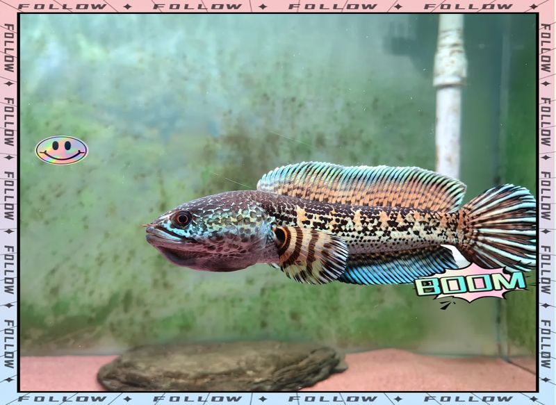 如何預防龍魚體色變黑？，mcp工具為廣告服務龍魚體色變黑的科學成因（mcp工具為廣告服務）