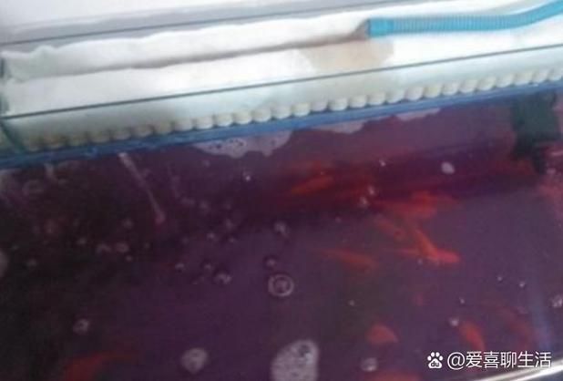 能否提供更多關(guān)于魚死后凈化儀式的圖片，寵物魚死后凈化儀式有哪些文化背景有哪些文化背景