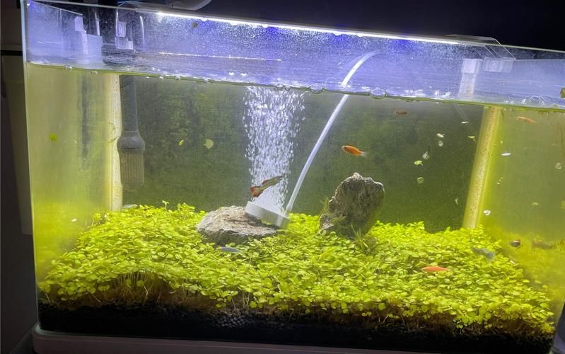 能否提供更多關(guān)于魚死后凈化儀式的圖片，寵物魚死后凈化儀式有哪些文化背景有哪些文化背景