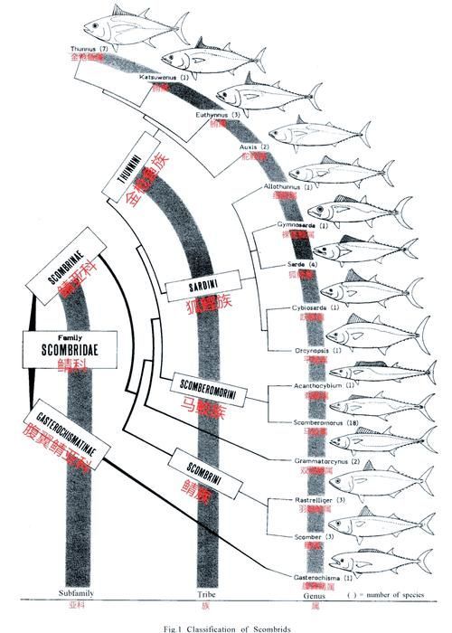 長鰭金槍魚的汞含量為什么波動大，長鰭金槍魚汞含量波動大的原因可能與多種因素有關