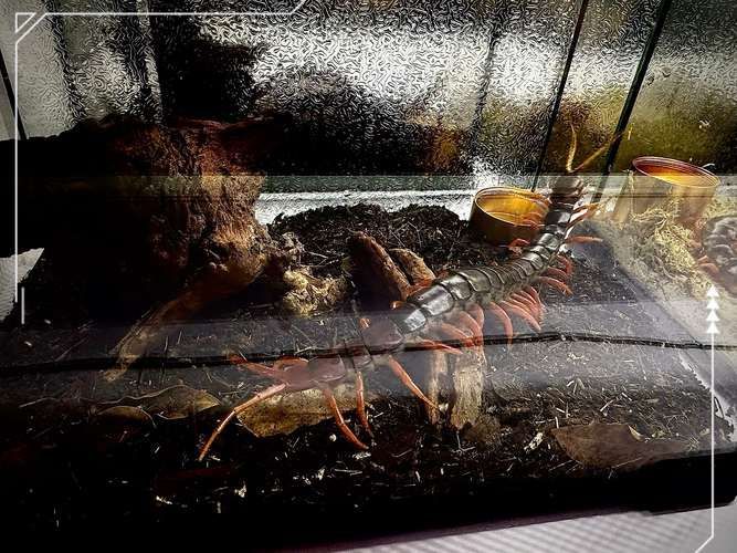 能否提供更詳細的飼養環境圖片，如何打造理想的寵物飼養環境