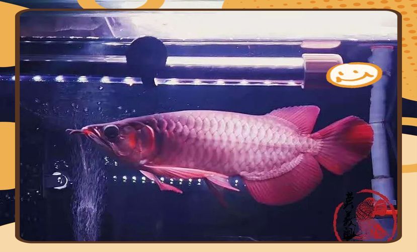 龍魚眼睛凸起圖片，凸眼龍的眼睛凸起是一種自然進化的結果，龍魚眼睛凸起能自愈嗎