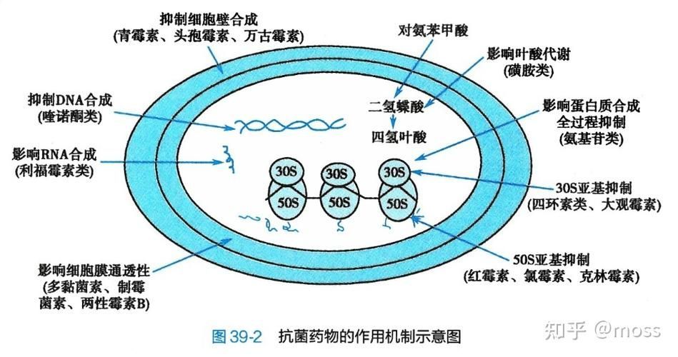 如何選擇適合的抗真菌藥物，抗真菌藥物列表信息整理完成,選擇適合外科清創的抗真菌藥物