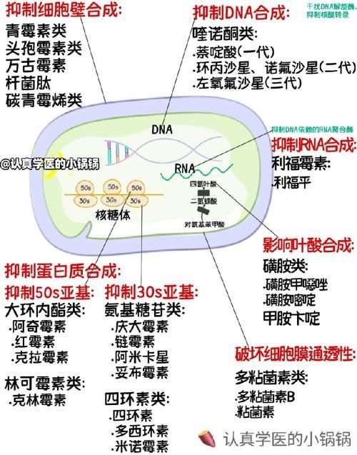 如何選擇適合的抗真菌藥物，抗真菌藥物列表信息整理完成,選擇適合外科清創的抗真菌藥物