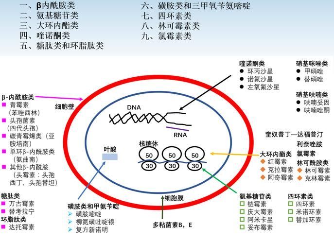 如何選擇適合的抗真菌藥物，抗真菌藥物列表信息整理完成,選擇適合外科清創的抗真菌藥物