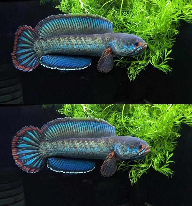 給我一些關(guān)于雷龍魚的照片，雷龍魚有哪些品種，給我一些雷龍魚的飼養(yǎng)教程