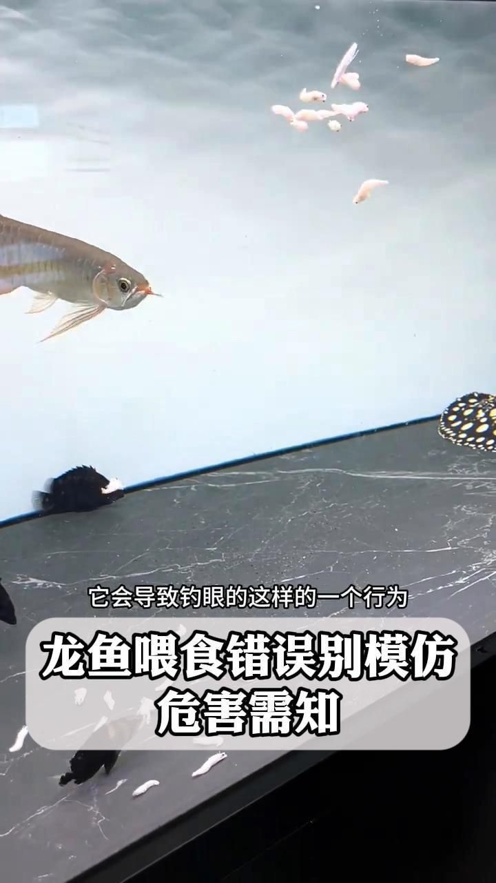哪些食物不適合用來喂龍魚，龍魚入缸后不適合喂食龍魚的七類食物不適合長期喂養 哪些食物不適合用來喂龍魚，龍魚入缸后不適合喂食龍魚的七類食物不適合長期喂養 龍魚百科 第2張