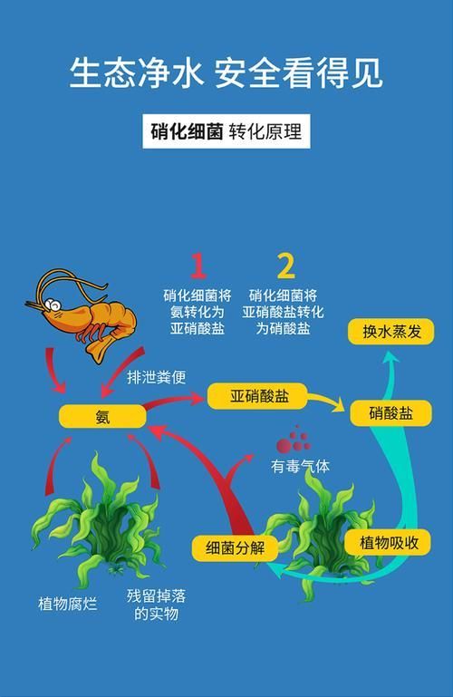 魚缸益生菌多久使用一次，關于魚缸益生菌使用頻率的問題