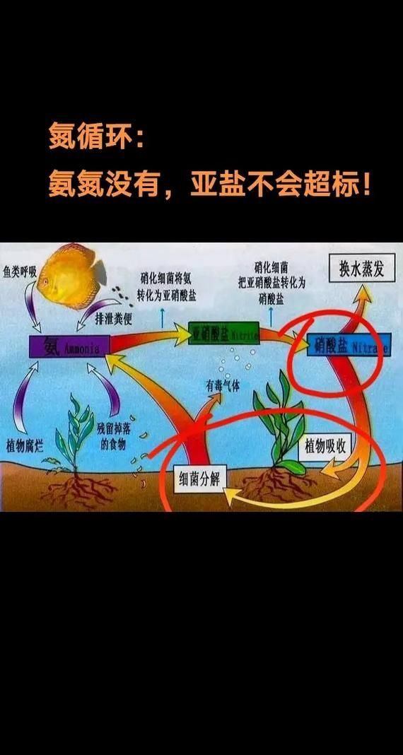 魚缸益生菌多久使用一次，關于魚缸益生菌使用頻率的問題