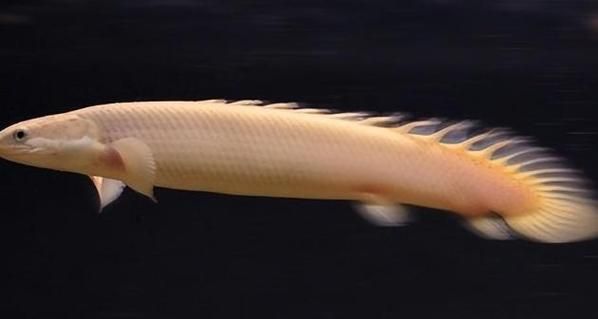 如何判斷杰西卡恐龍魚是否健康？，“杰西卡恐龍魚（jessicadinosaurfish）是否健康