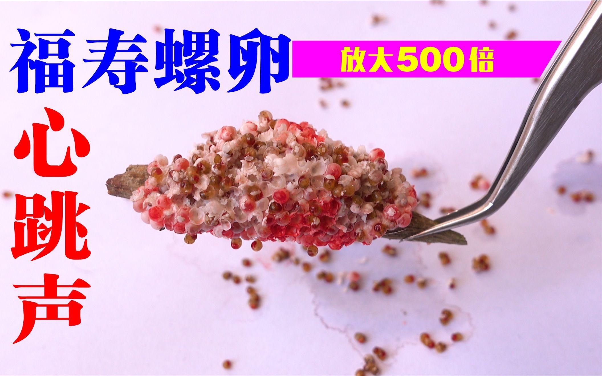 如何判斷魚是否吃螺卵，防止魚吃螺卵的方法有哪些