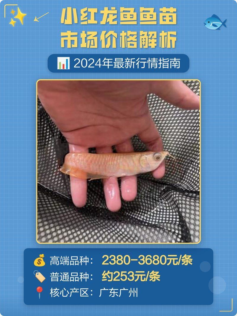 紅龍幼苗價格是多少，紅龍魚幼苗價格一般多少錢