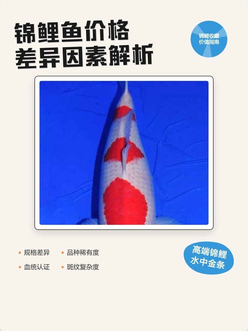 哪些品種的50厘米魚比較貴，50厘米錦鯉的市場價(jià)格