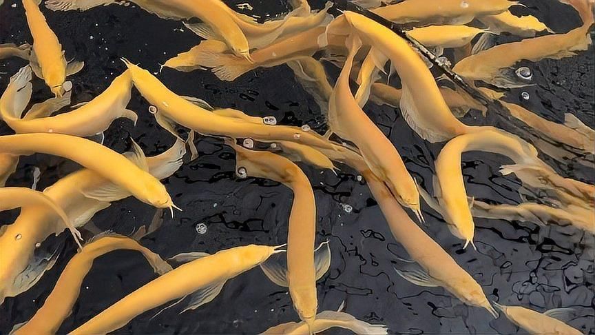 七彩龍魚和銀龍的區(qū)別，七彩龍魚和銀龍魚哪個更受歡迎七彩龍魚和銀龍魚哪個更受歡迎