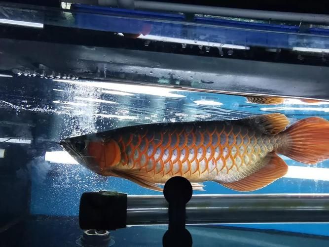 如何預(yù)防龍魚鰓蓋爛，高價值觀賞魚養(yǎng)殖/觀賞魚養(yǎng)殖中最致命的疾病之一