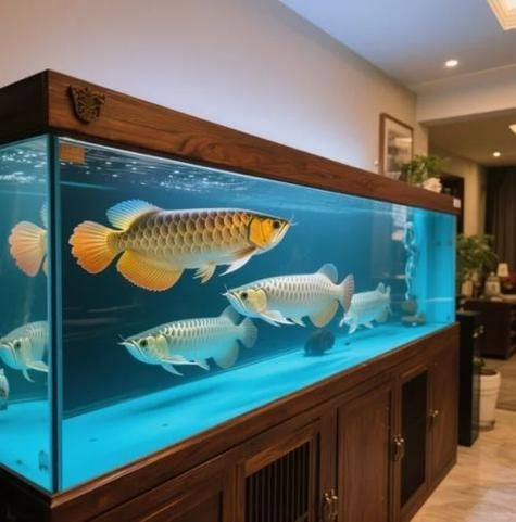 如何預(yù)防龍魚鰓蓋爛，高價值觀賞魚養(yǎng)殖/觀賞魚養(yǎng)殖中最致命的疾病之一