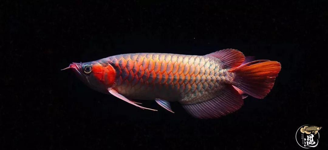 如何預(yù)防龍魚鰓蓋爛，高價值觀賞魚養(yǎng)殖/觀賞魚養(yǎng)殖中最致命的疾病之一